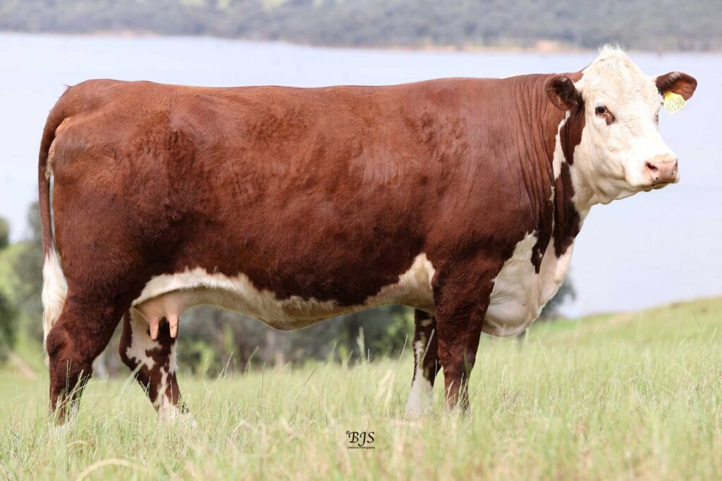 RAVENSDALE-URSULA-RHXM126 © Harbrae Herefords Farm Talgarno Victoria