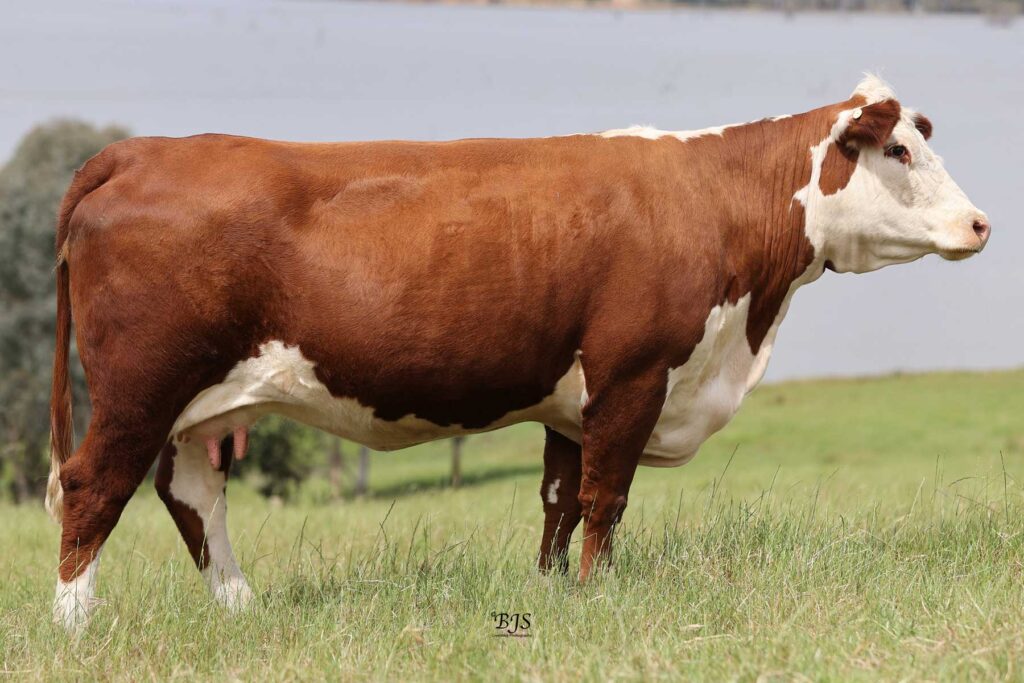 TOBRUK-TULIP-DRHN009 © Harbrae Herefords Farm Talgarno Victoria