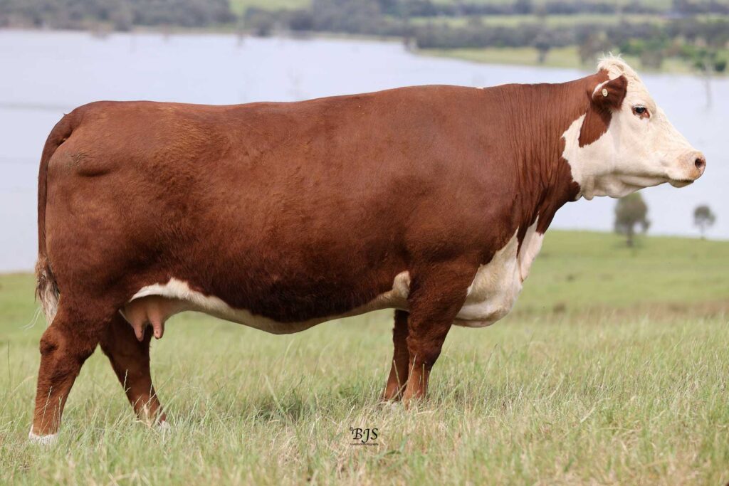 WIRRUNA-LORNA-WNAK12 © Harbrae Herefords Farm Talgarno Victoria