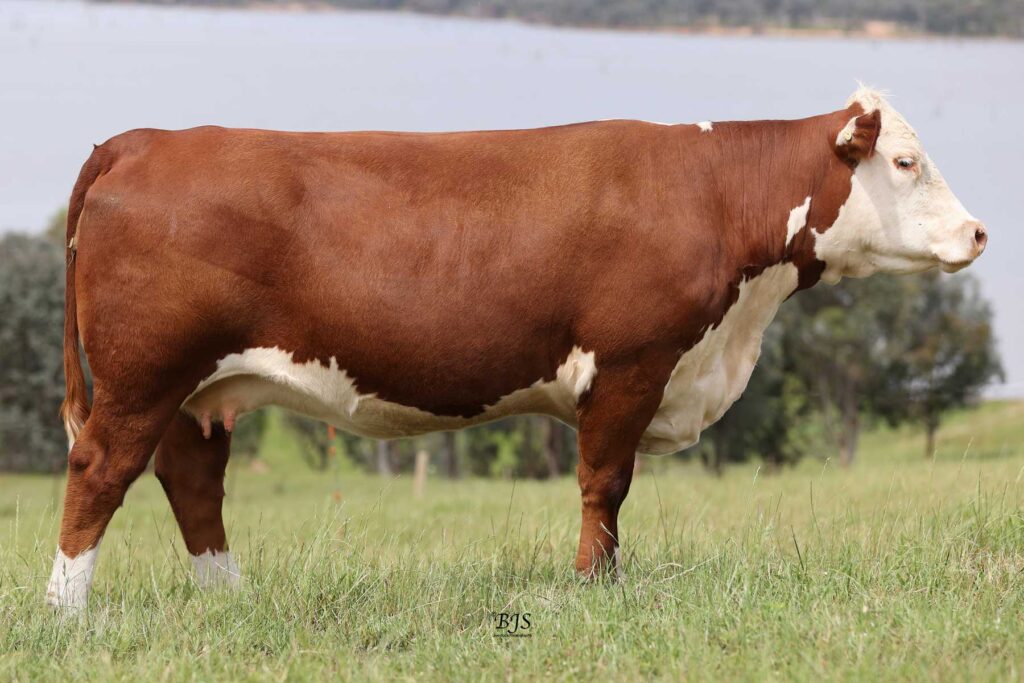 WIRRUNA-RITA-WNAP551 © Harbrae Herefords Farm Talgarno Victoria