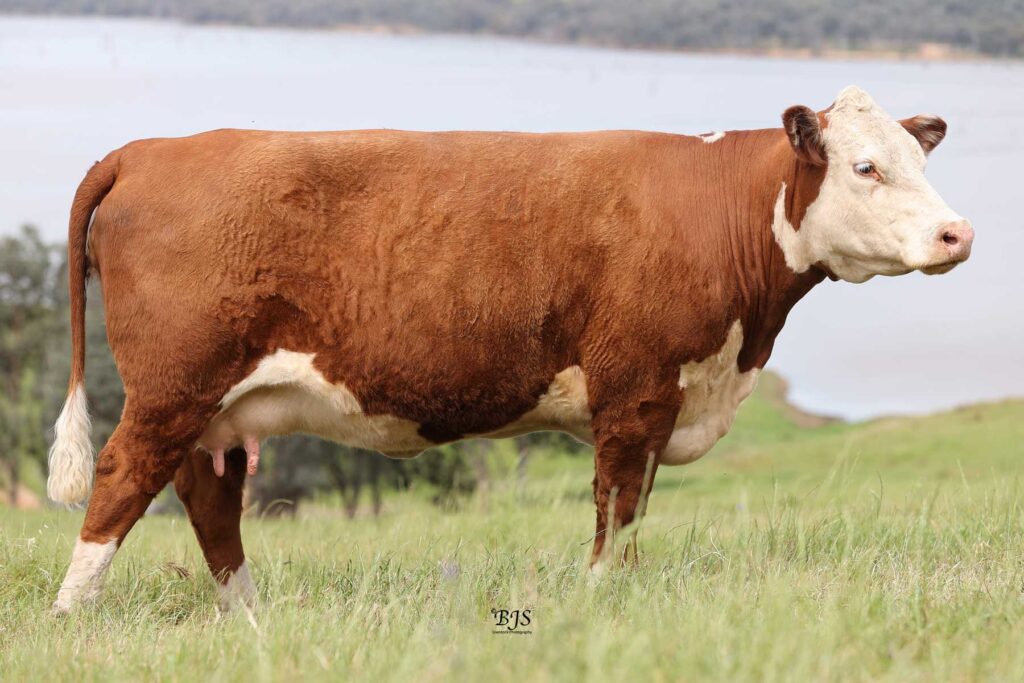 WIRRUNA-SIRIKIT-WNAP096 © Harbrae Herefords Farm Talgarno Victoria